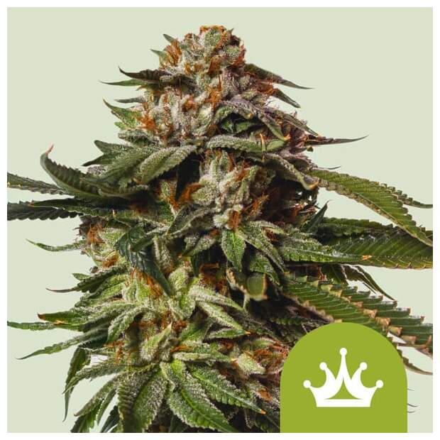 Royal Queen Seeds Special Queen #1 Auto 10 Stk feminisiert