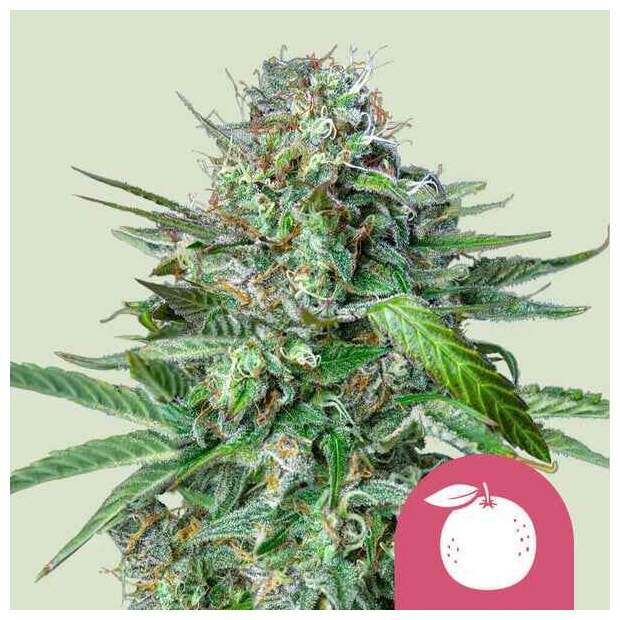 Royal Queen Seeds Tangie 10 pcs feminised