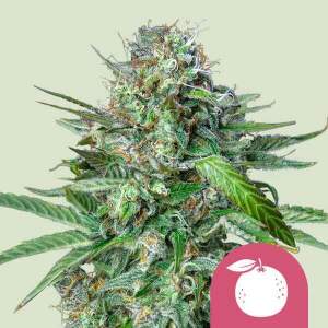 Royal Queen Seeds Tangie 10 pcs feminised