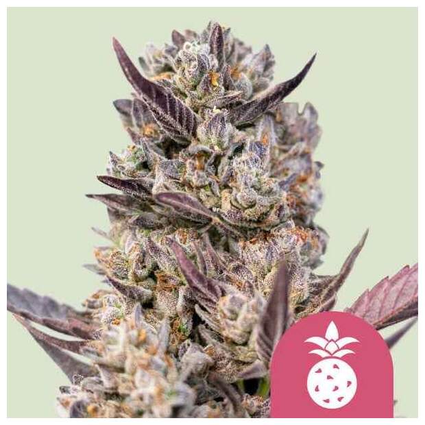 Royal Queen Seeds Tropicana Cookies Purple