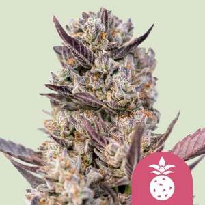 Royal Queen Seeds Tropicana Cookies Purple 5 pcs feminised