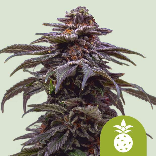 Royal Queen Seeds Tropicana Cookies Purple Auto 3 Stk feminisiert
