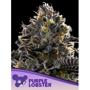 Anesia Seeds Purple Lobster