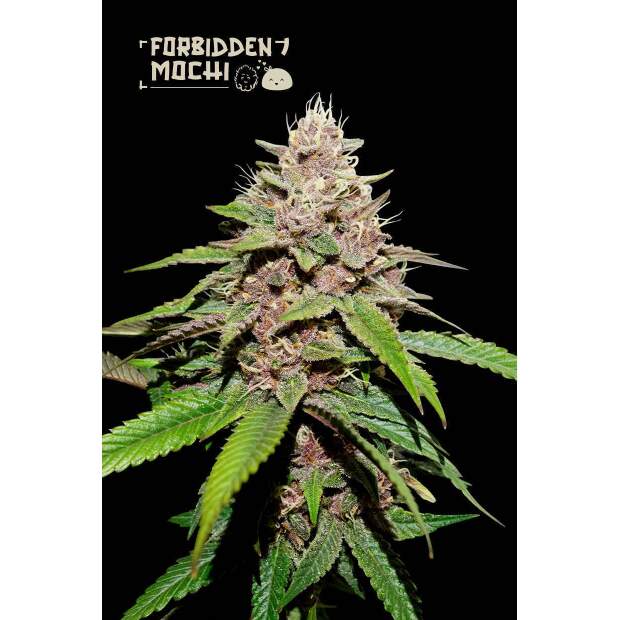 Seedstockers Forbidden Mochi Auto