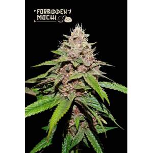 Seedstockers Forbidden Mochi Auto