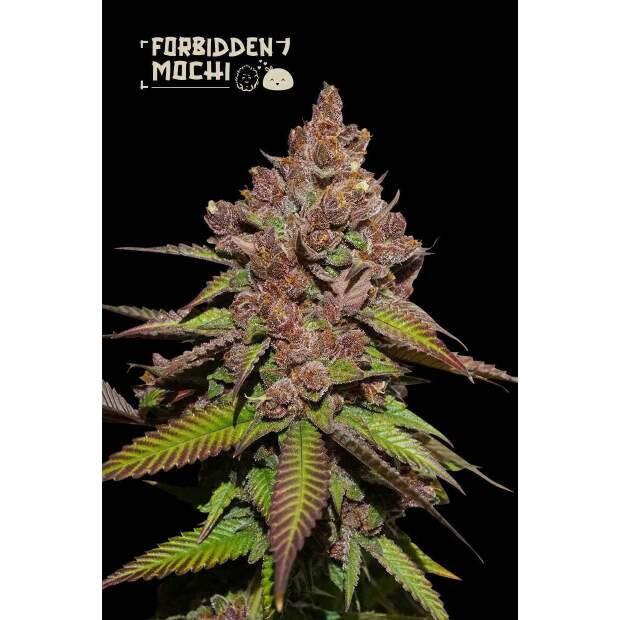 Seedstockers Forbidden Mochi Fast