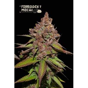 Seedstockers Forbidden Mochi Fast