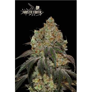 Seedstockers Frosty Tooth