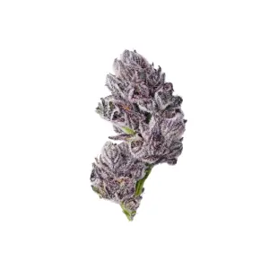 Growers Choice Triploid F1 Iced Sangria