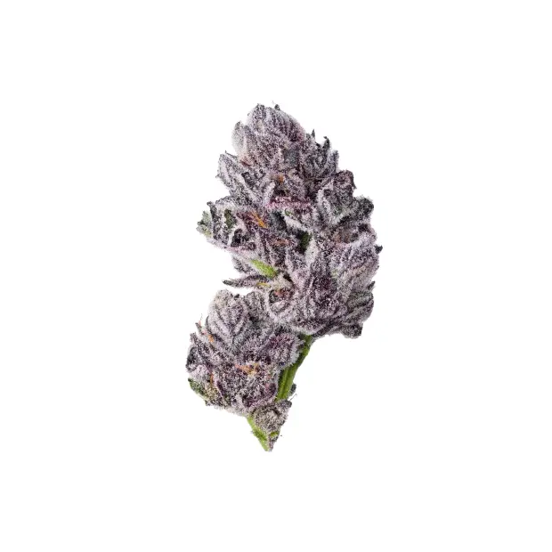 Growers Choice Triploid F1 Iced Sangria 3 pcs feminised