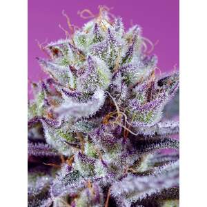 Sweet Seeds Diablo’s Delight XL Auto 25 Stk...