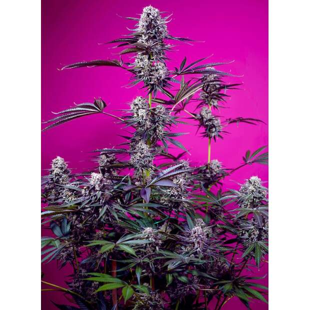 Sweet Seeds Studio 54 Stardust Auto