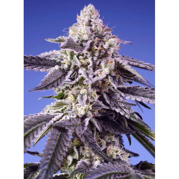 Sweet Seeds Permanent Jealousy XL Auto