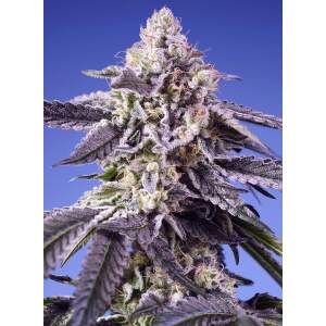 Sweet Seeds Permanent Jealousy XL Auto