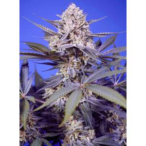 Sweet Seeds Pineapple Slush XL Auto
