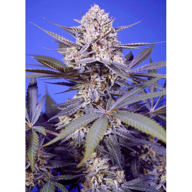 Sweet Seeds Pineapple Slush XL Auto 5 pcs feminised