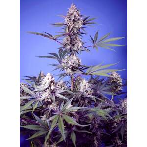 Sweet Seeds Mental Rainbow F1 Fast Version