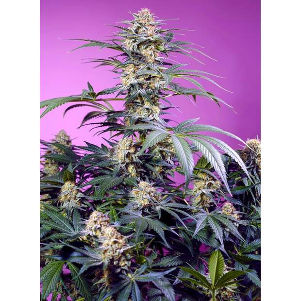 Sweet Seeds Monster Maker 5 Stk feminisiert