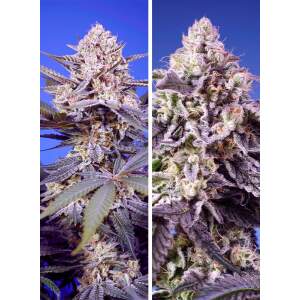 Sweet Seeds Tropical & Delicious Mix Auto