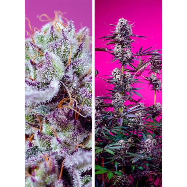 Sweet Seeds Fruity & Delicious Mix Auto