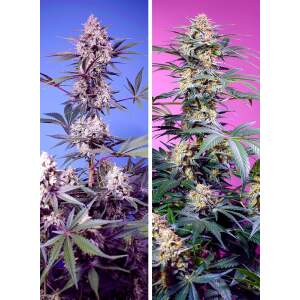 Sweet Seeds Sweet Monster Mix