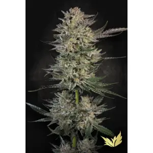 Paradise Seeds Candy Breath