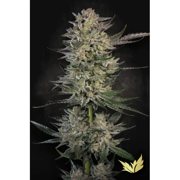 Paradise Seeds Candy Breath 3 Stk feminisiert