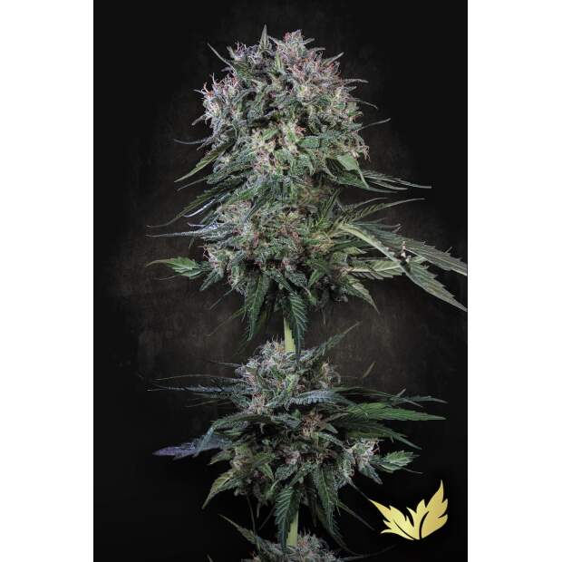 Paradise Seeds Doppler