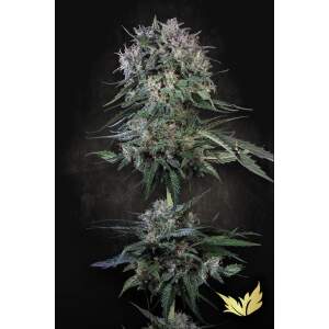 Paradise Seeds Doppler