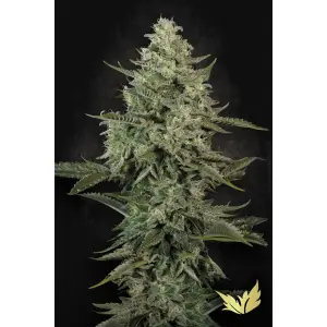 Paradise Seeds Mendo Creme