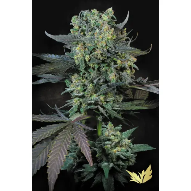 Paradise Seeds Momo
