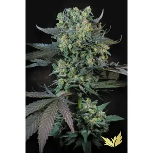 Paradise Seeds Momo