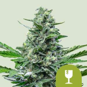 Promo Royal Queen Seeds Royal Critical Auto