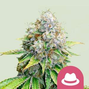 Promo Royal Queen Seeds O.G. Kush 10 Stk feminisiert