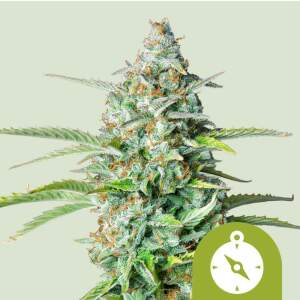 Promo Royal Queen Seeds Northern Light Auto 10 Stk...