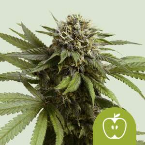 Promo Royal Queen Seeds Apple Fritter USA Premium Auto