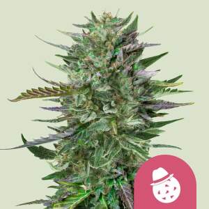 Royal Queen Seeds Do-Si-Dos USA Premium