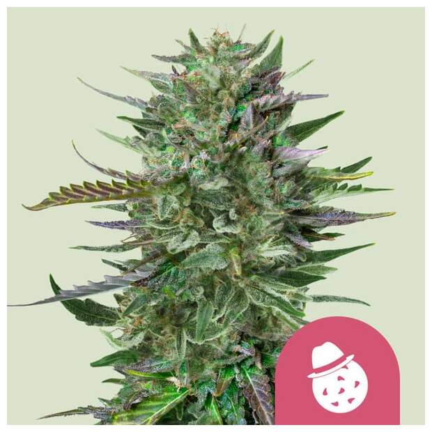 Royal Queen Seeds Do-Si-Dos USA Premium 10 Stk feminisiert