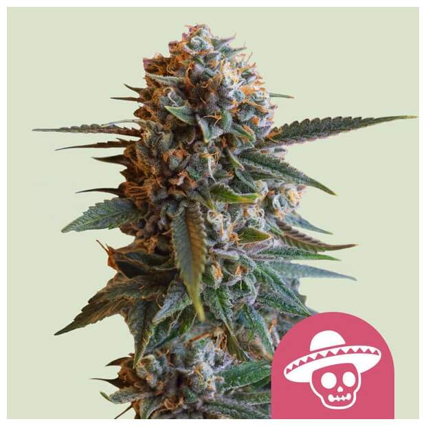 Royal Queen Seeds Mexican Rush