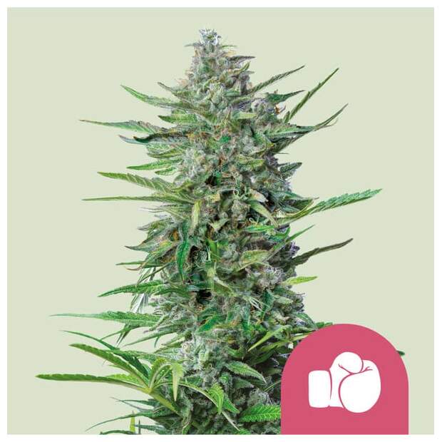 Royal Queen Seeds Purple Punch USA Premium