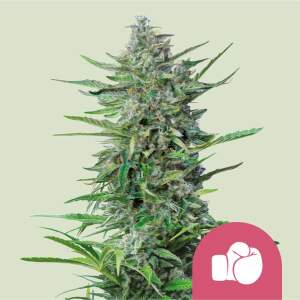 Royal Queen Seeds Purple Punch USA Premium