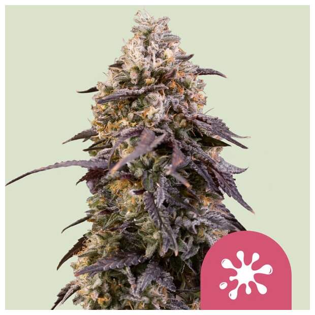 Royal Queen Seeds Sticky Queen