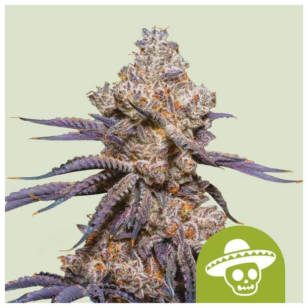 Royal Queen Seeds Mexican Rush Auto