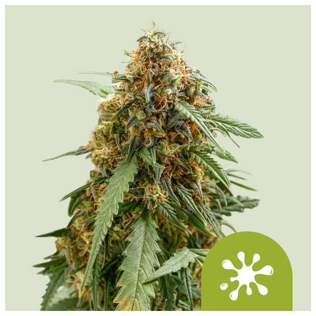 Royal Queen Seeds Sticky Queen Auto