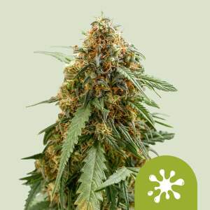 Royal Queen Seeds Sticky Queen Auto