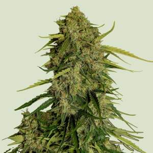 Royal Queen Seeds Atlas F1 Auto CBD