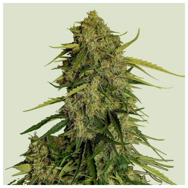 Royal Queen Seeds Atlas F1 Auto CBD 3 Stk feminisiert