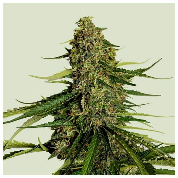 Royal Queen Seeds Gaia F1 Auto