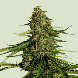 Royal Queen Seeds Gaia F1 Auto