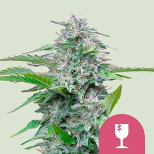 Promo Royal Queen Seeds Critical 10 Stk feminisiert